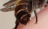 Osmia caerulescens